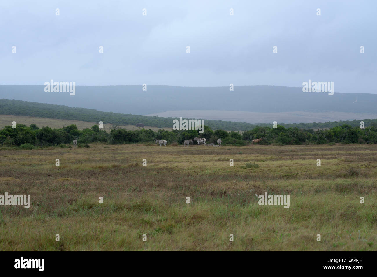 Les zèbres, éléphants et des bubales rouges dans Addo Elephant National Park, Afrique du Sud Banque D'Images