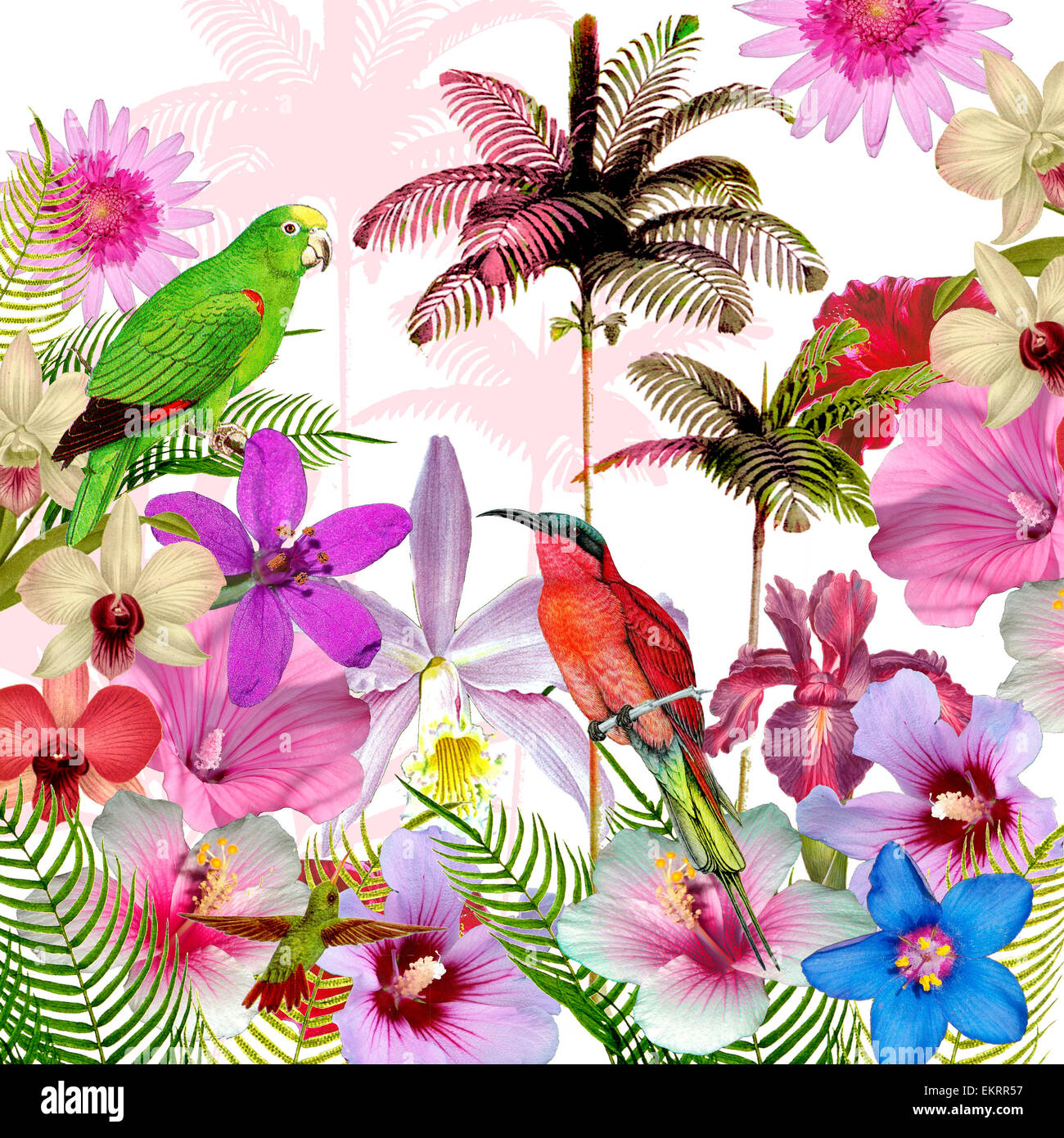 Lillustration Doiseaux Botanique Graphique Design