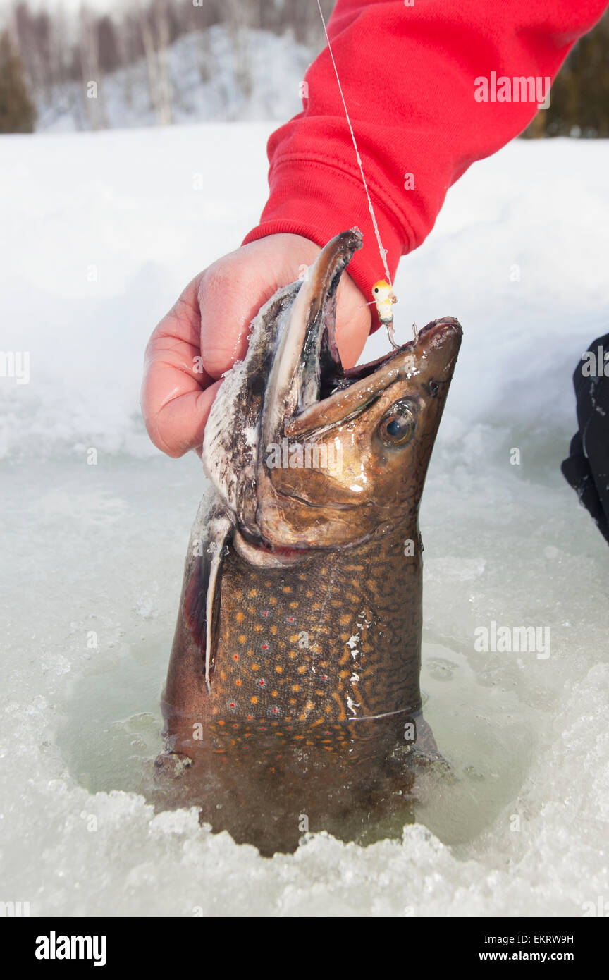 Pêcheur sur glace tenant un grand hiver l'omble de fontaine dans le trou de pêche sur glace ; Ontario, Canada Banque D'Images