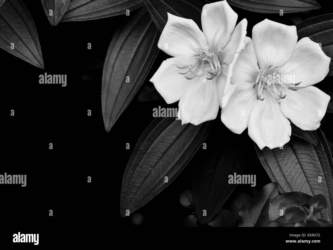 Fleur fleurs blanc noir ouvert offset belle fleur fleur pétales tige vie d'amour bonheur heureux contraste doux doux pétales Banque D'Images
