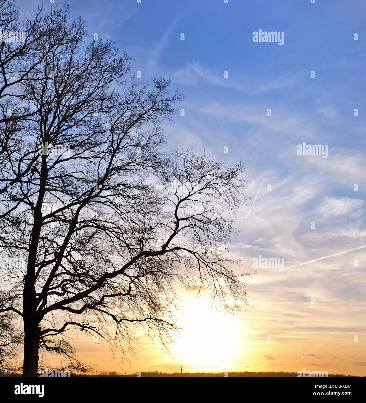 Grand chêne en hiver devant le coucher du soleil Banque D'Images