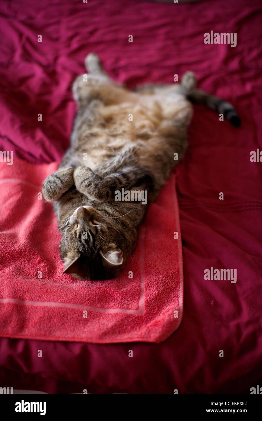 Chat domestique à la maison, chat dormant sur lit, s'étendent à l'arrière Banque D'Images