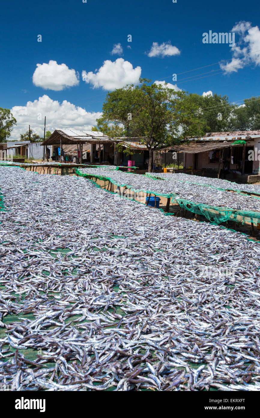 Les poissons capturés dans le lac Malawi, sur des séchoirs à Cape Maclear, Malawi, Afrique. Banque D'Images