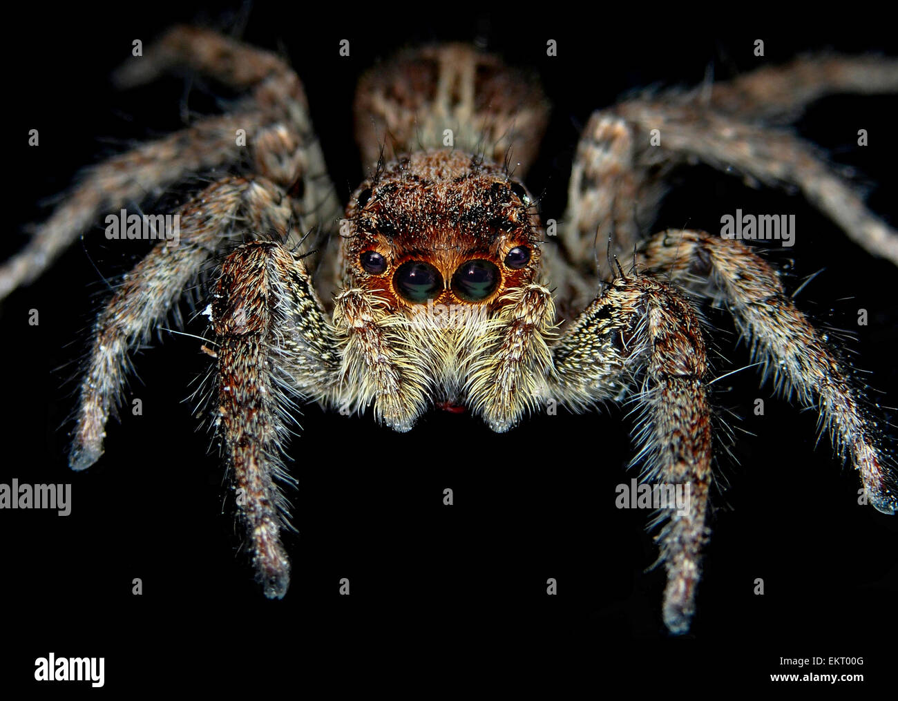 Jardin de la famille des gradungulidae, également appelé spider tan Banque D'Images