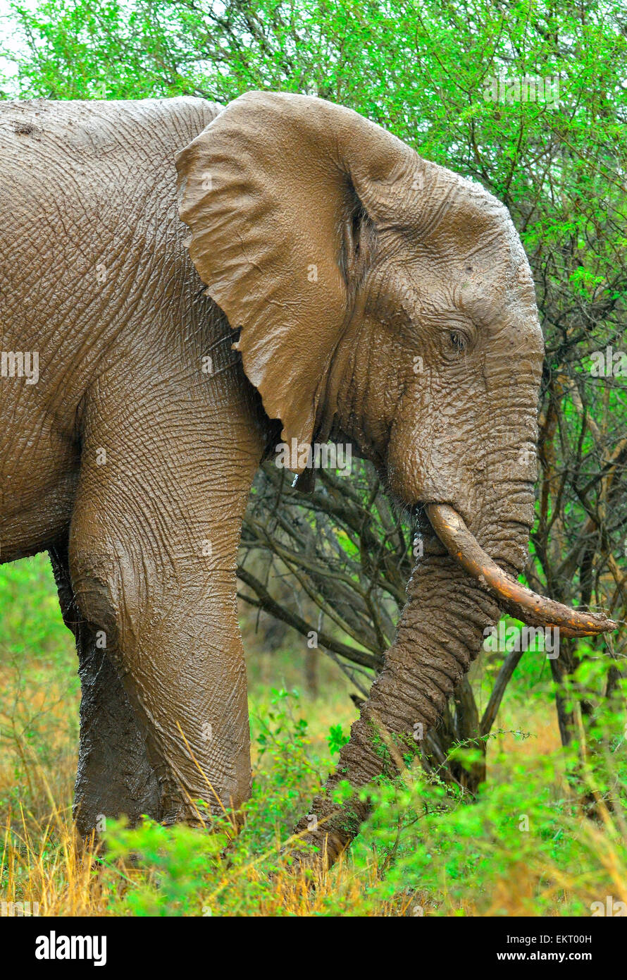 Brun chocolat éléphant boueux dans la pluie contre fond de feuilles d'été vert. Close-up portrait. Banque D'Images