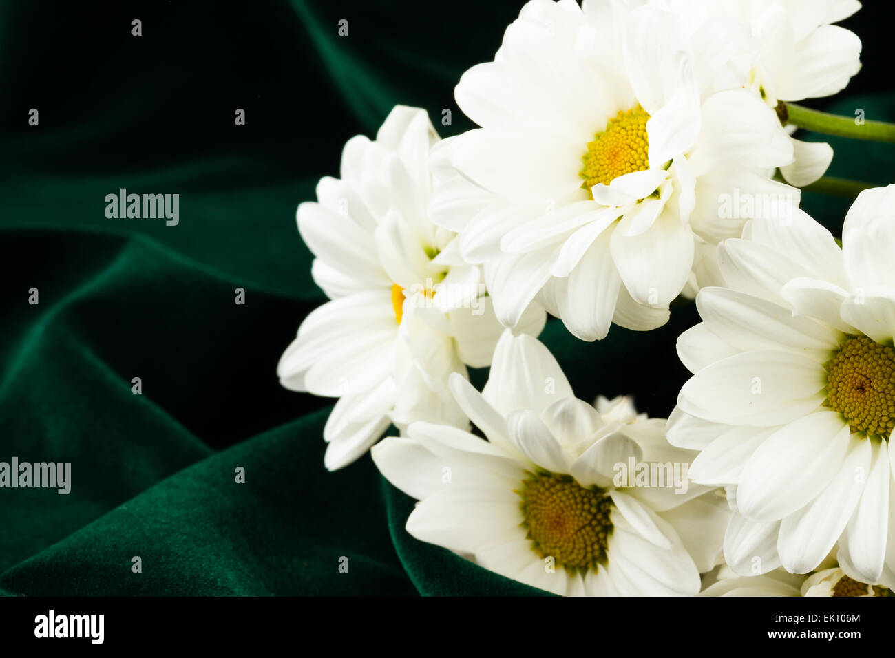 Camomille blanc sur fond vert Banque D'Images