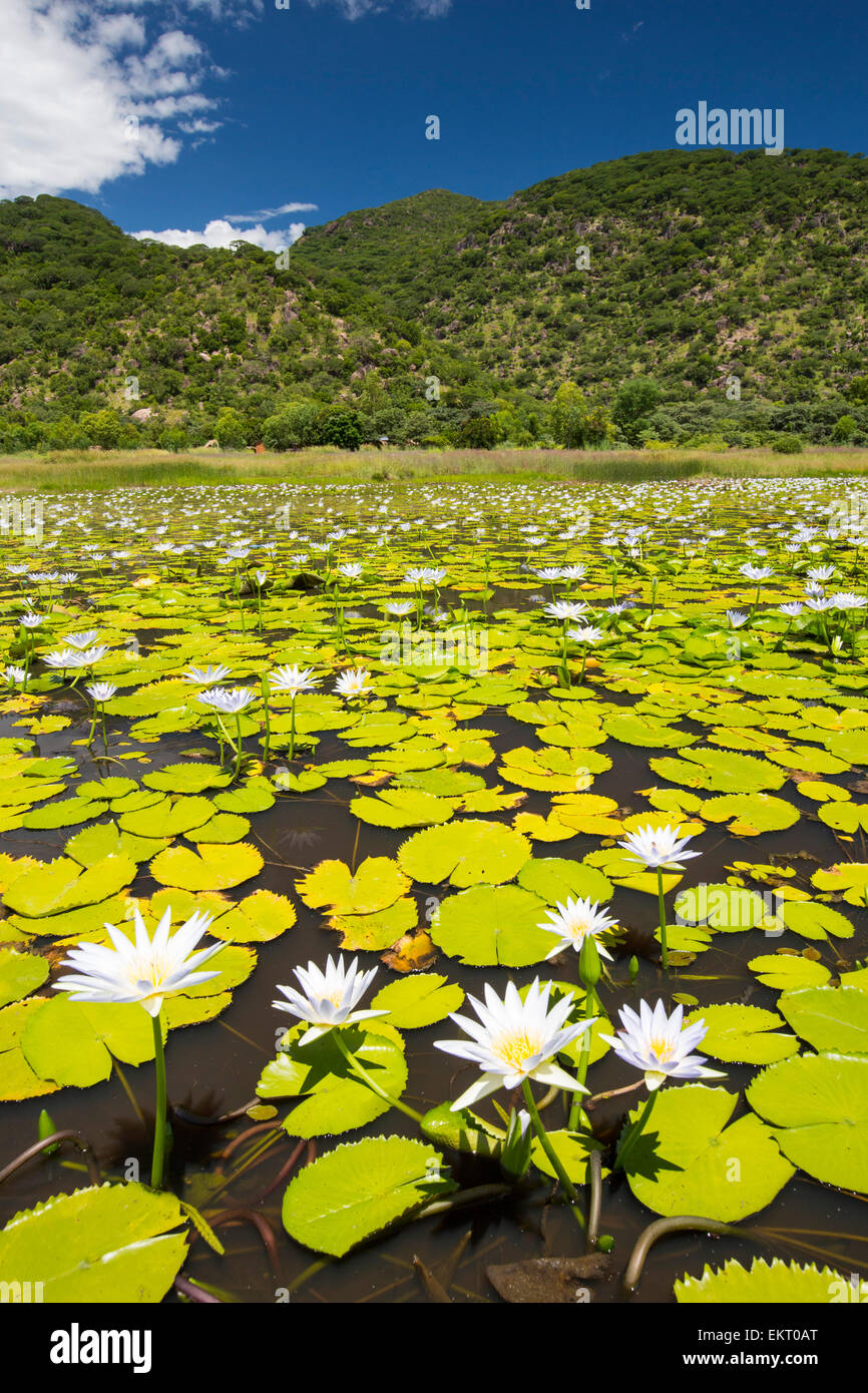 Water Lillies la floraison à Cape Maclear sur le lac Malawi, Malawi, Afrique. Banque D'Images