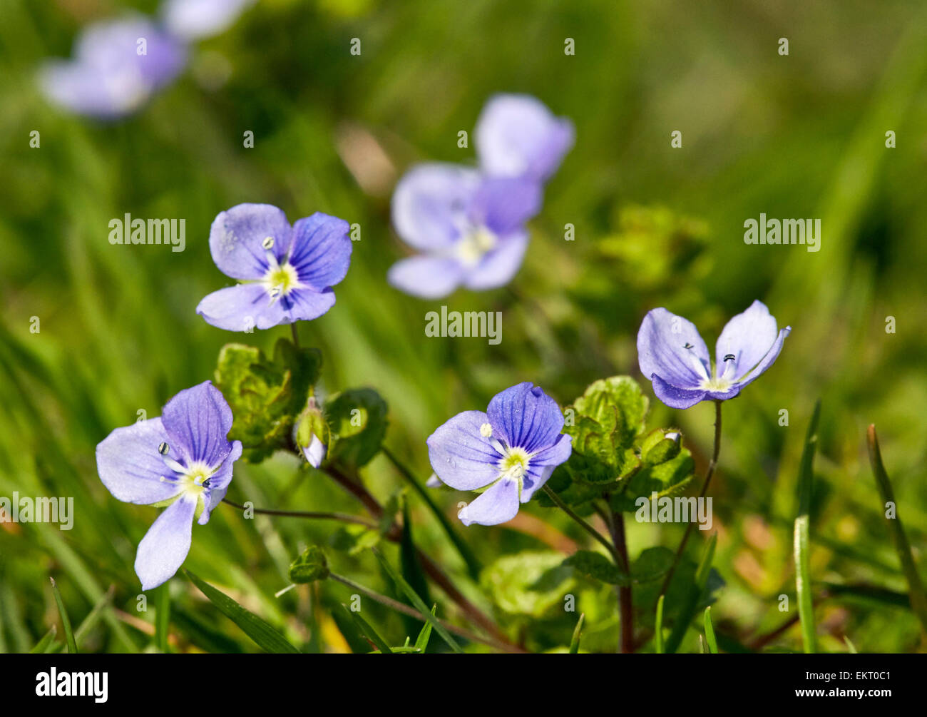 Véronique svelte au printemps la floraison. Hurst Meadows, West Molesey, Surrey, Angleterre. Banque D'Images