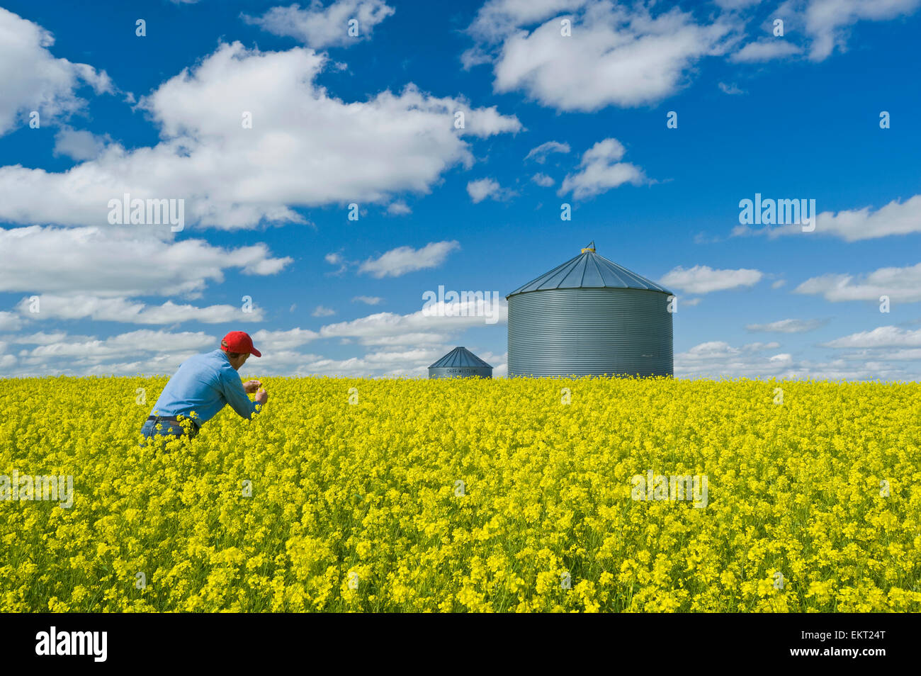 Agriculteur en stade de la floraison de la Moutarde Champ avec Bin ; Ponteix Saskatchewan Canada Banque D'Images