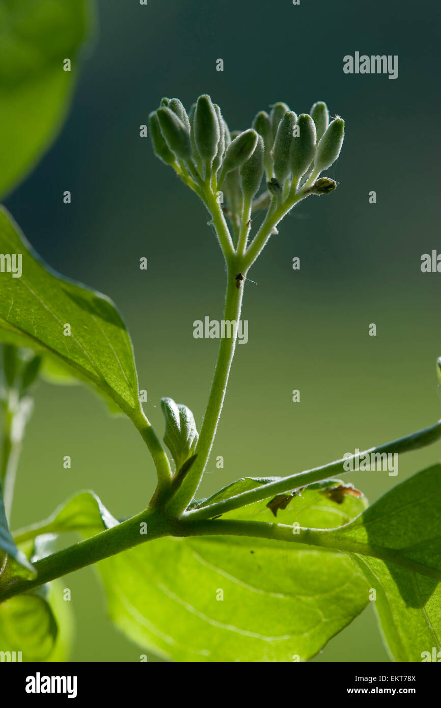 Knospe,Bud,Trieb,Triebspitze,tirer,jeune pousse,Bluete,Fleurs,Fleurs,Cornus sanguinea,Blutroter Hartriegel,common Dogwood Banque D'Images