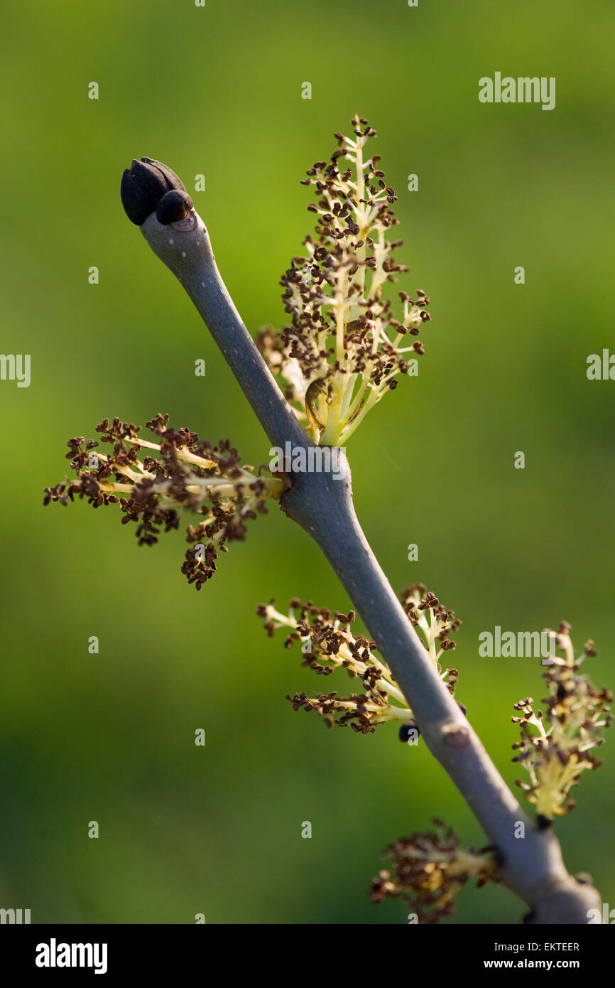 Knospe,Bud,Trieb,Triebspitze,tirer,jeune pousse,Bluete,Fleurs,Fleurs,Fraxinus excelsior Banque D'Images