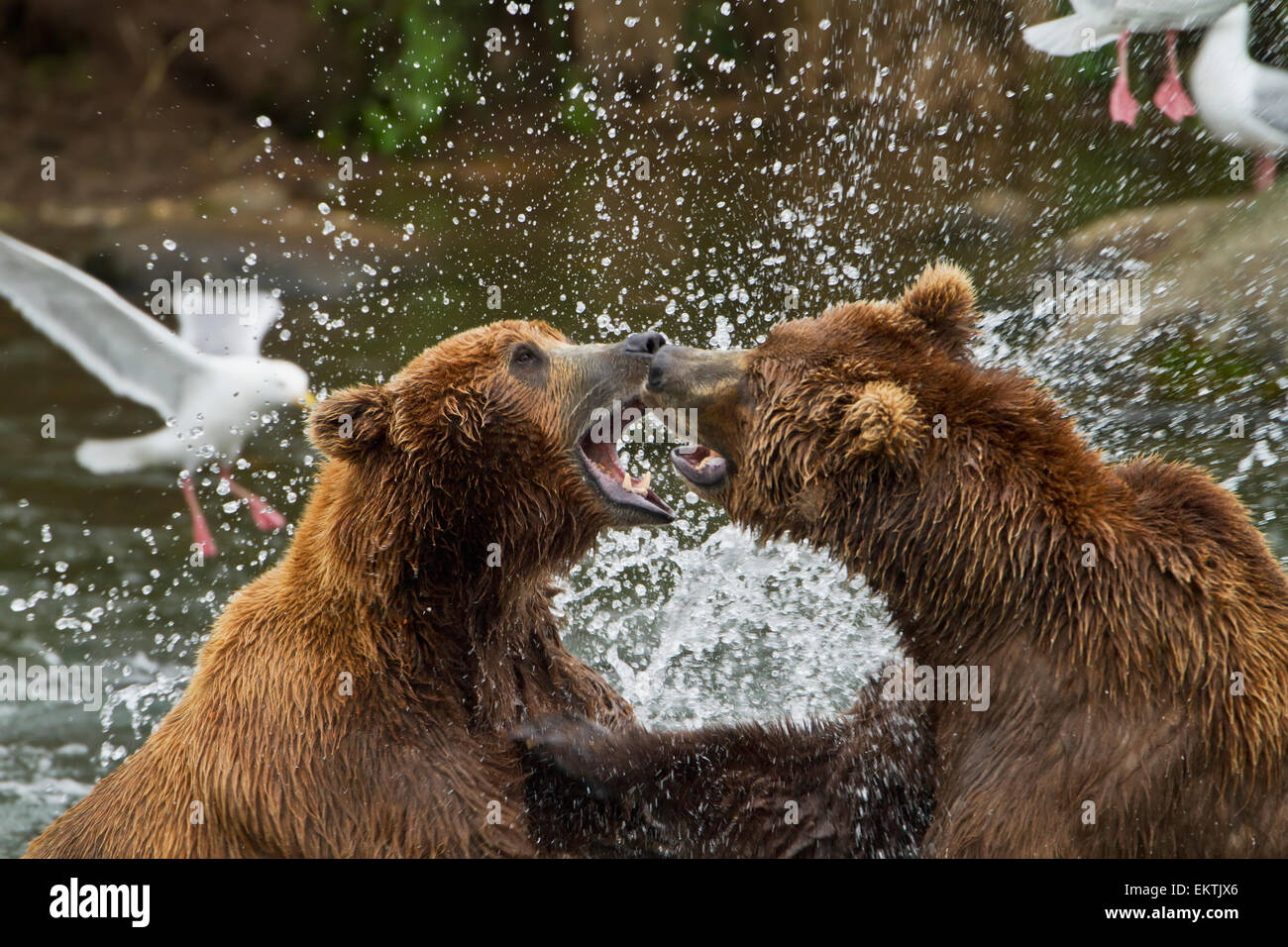 Ours brun (Ursus arctos) dans la lutte contre les hommes de la rivière Brooks Brooks Falls ci-dessous, Katmai National Park, le sud-ouest de l'Alaska Banque D'Images