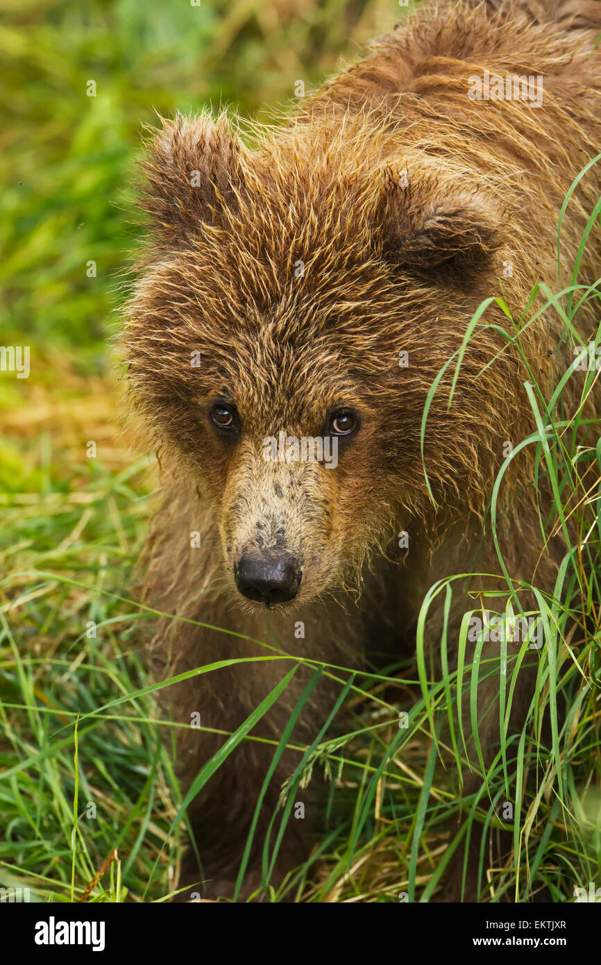 Ours brun (Ursus arctos) cub close-up, debout dans l'herbe, Katmai National Park et préserver, sud-ouest de l'Alaska, USA Banque D'Images