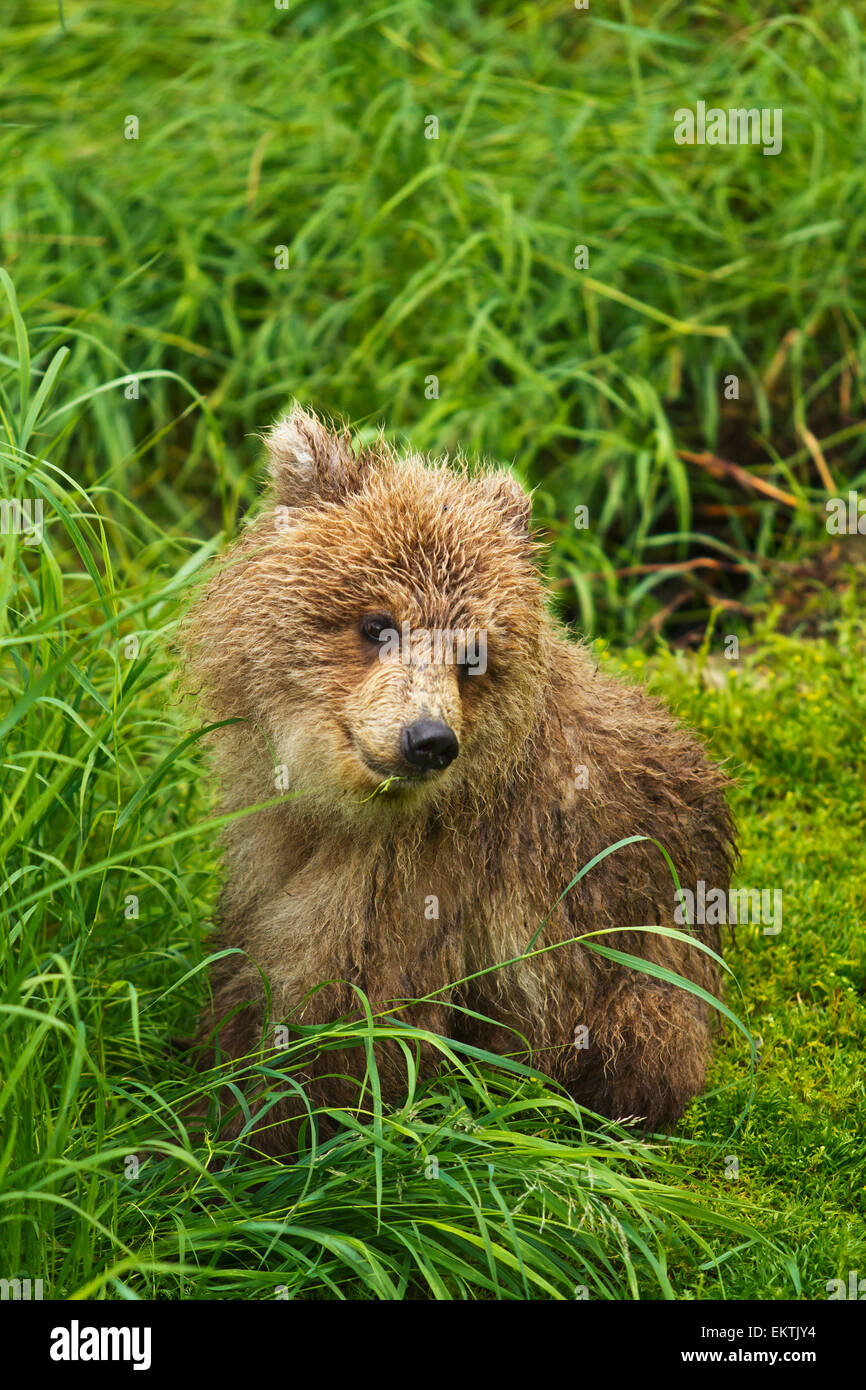 Ours brun (Ursus arctos) cub close-up, assis dans l'herbe, Katmai National Park et préserver, sud-ouest de l'Alaska, USA Banque D'Images