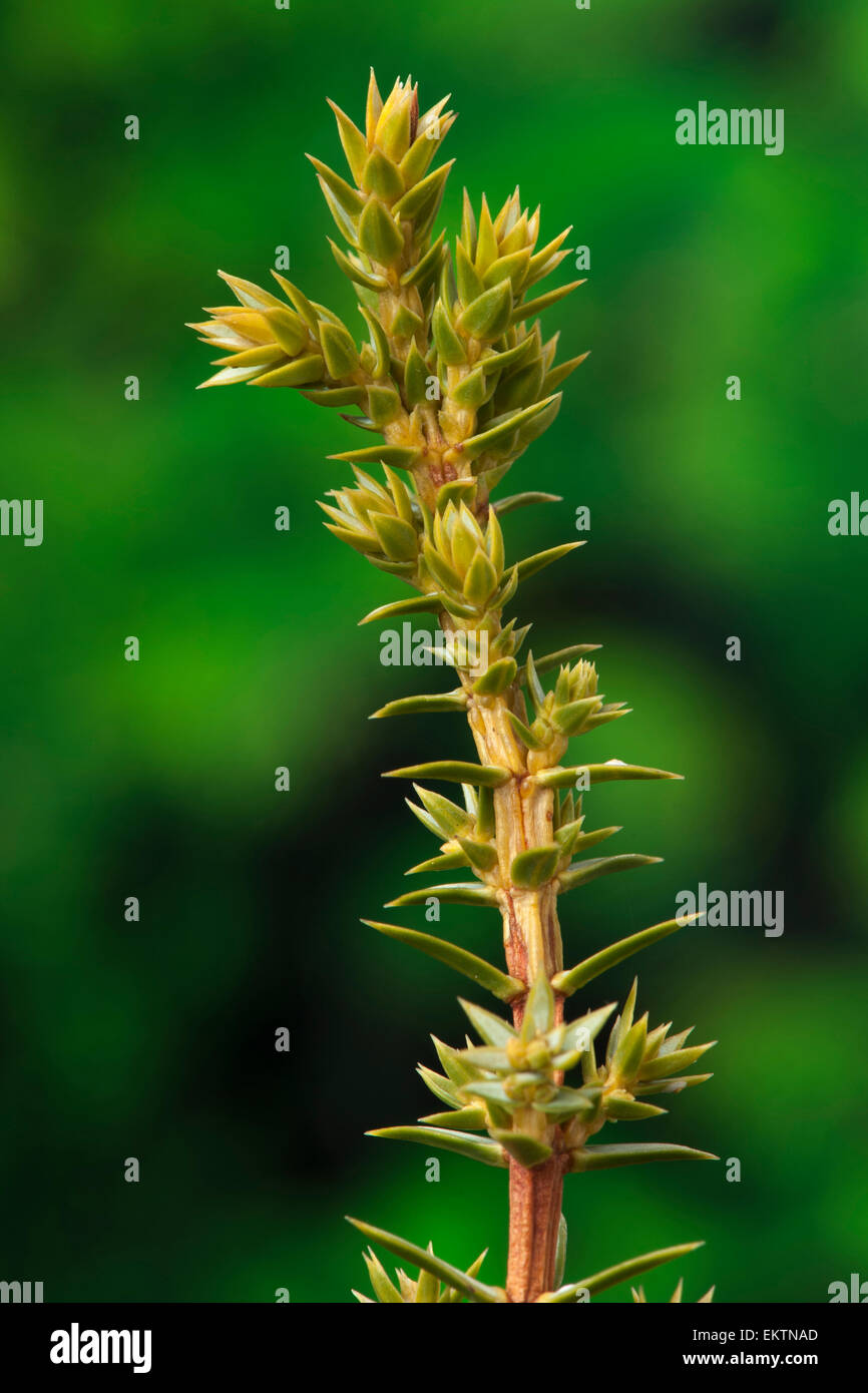 Knospe,Bud,Trieb,Triebspitze,tirer,jeune pousse,Bluete,Fleurs,Fleurs,Juniperus communis Banque D'Images