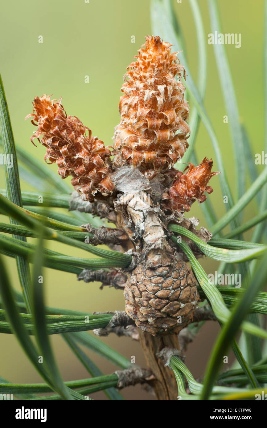 Knospe,Bud,Trieb,Triebspitze,tirer,jeune pousse,Bluete,Fleurs,Fleurs,europe,Waldkiefer, Gemeine Kiefer, Rotfoehre,Forch Banque D'Images