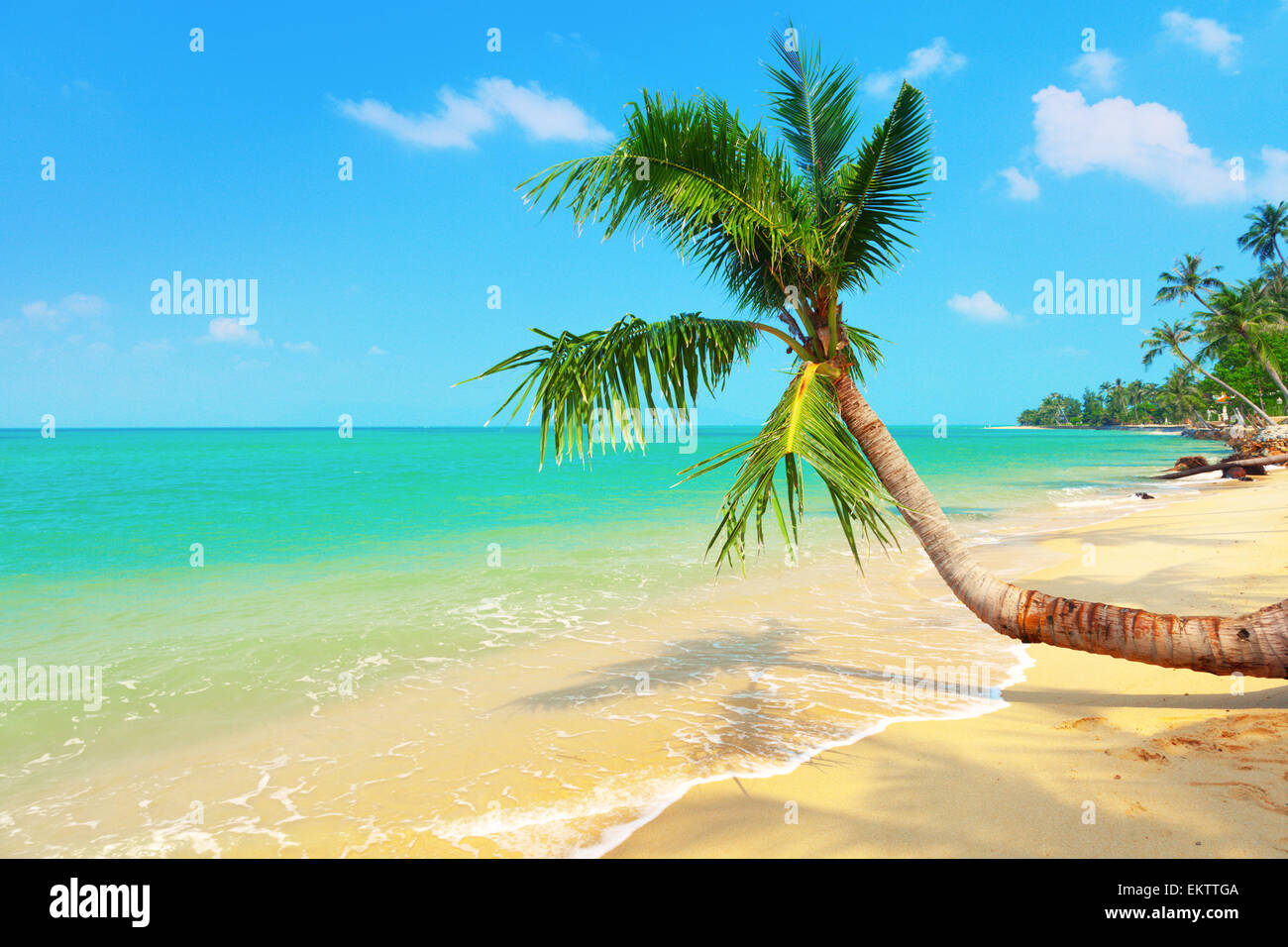 Plage tropicale avec cocotier Banque D'Images