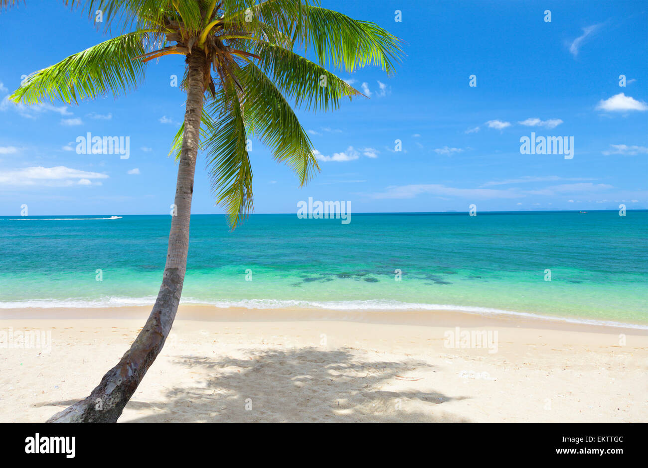 Plage tropicale avec cocotier. Koh Lanta, Thaïlande Banque D'Images