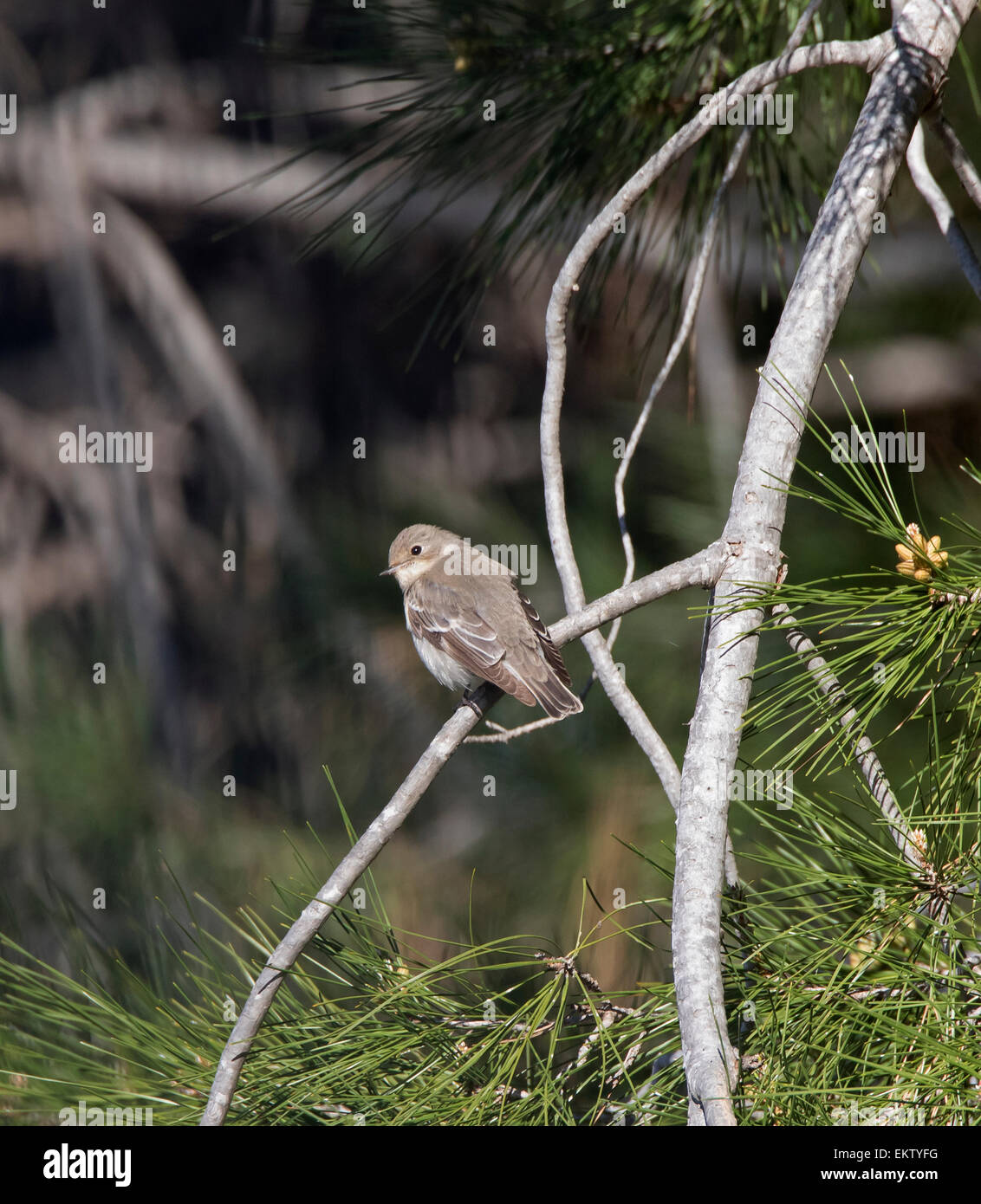 Femme collier Ficedula semitorquata semi moucherolle mars Chypre Banque D'Images