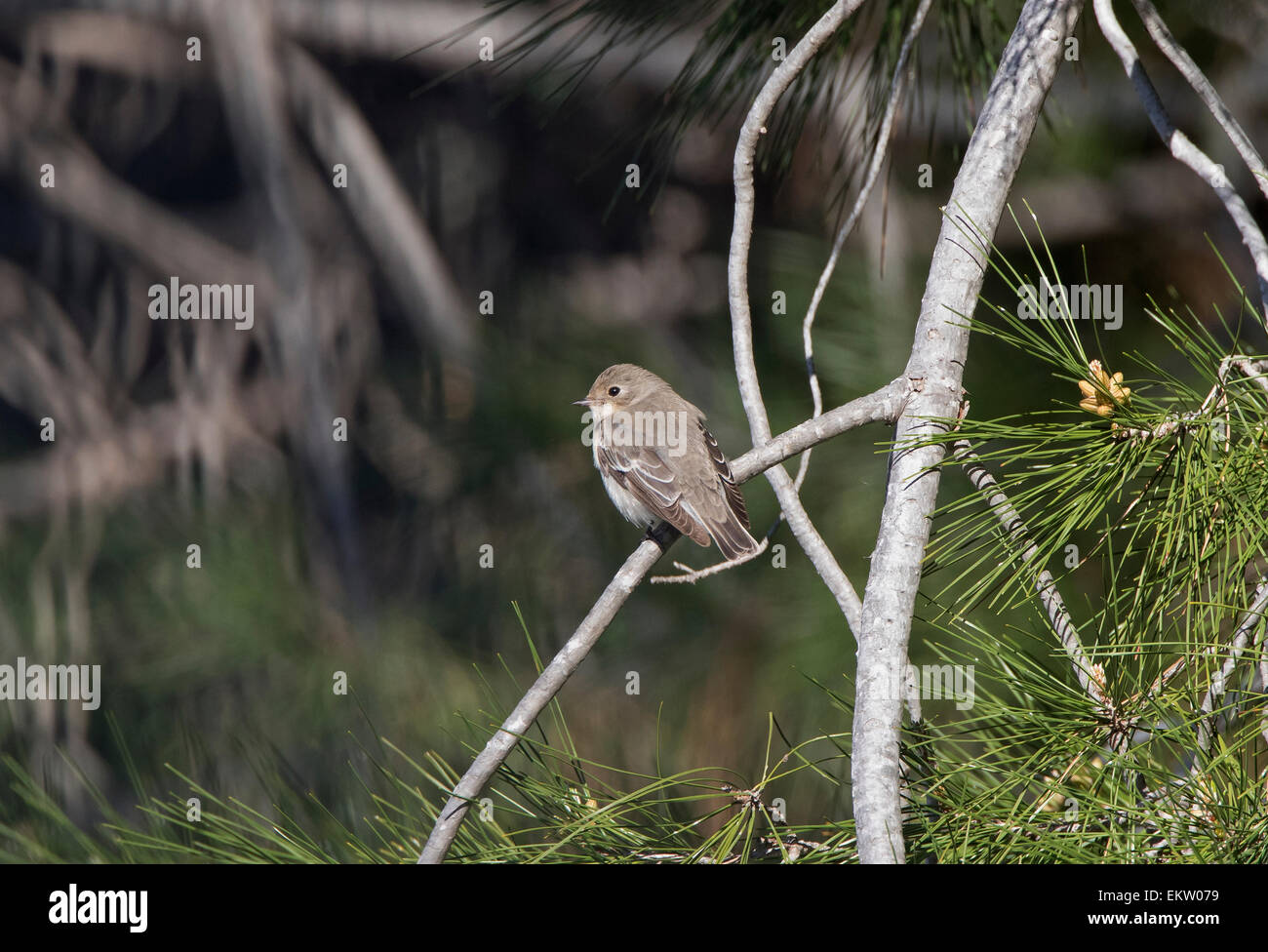 Femme collier Ficedula semitorquata semi moucherolle mars Chypre Banque D'Images