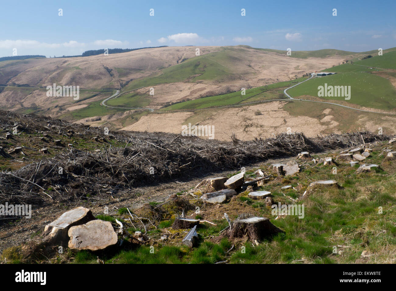 La déforestation dans la campagne près de Gallois Llyn Brianne Ceredigion Mid Wales UK Banque D'Images