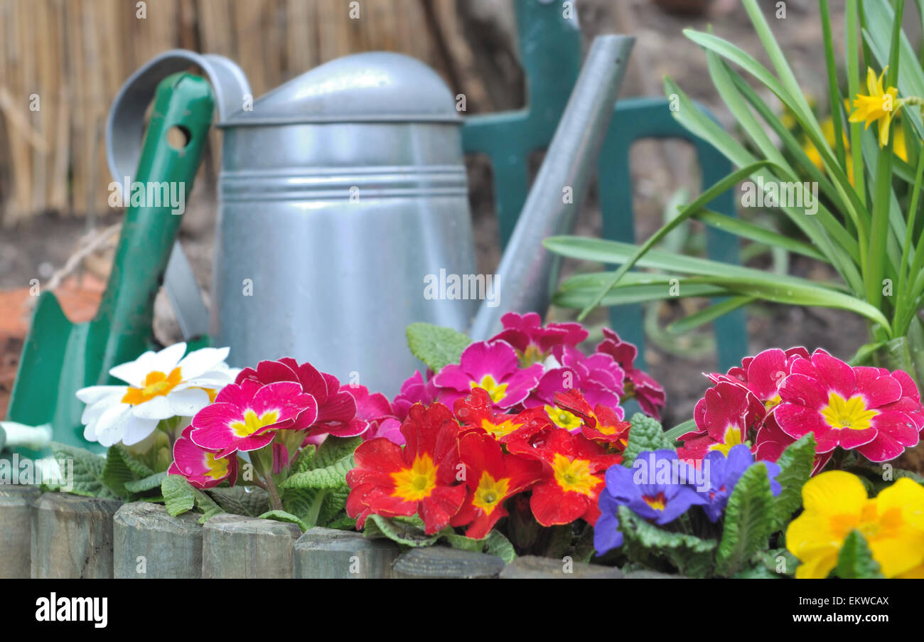 La frontière en bois avec des primevères et des outils de jardinage Banque D'Images