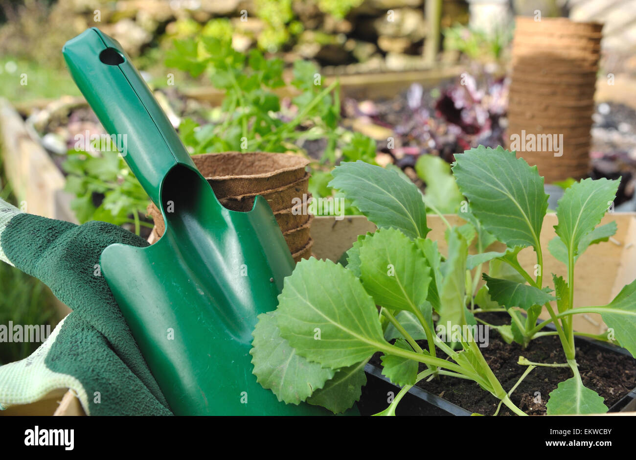 Plants de légumes dans un bac placé dans un patch avec des outils Banque D'Images