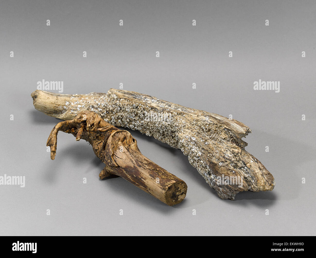 Ascète et laconiques still life - l'emporté des driftwoods sur fond gris. Banque D'Images