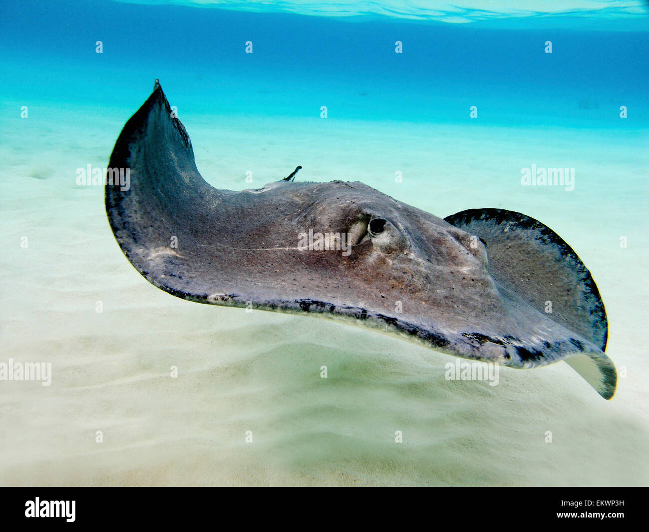 L'Atlantique Sud femelle Stingray, Grand Cayman. Banque D'Images