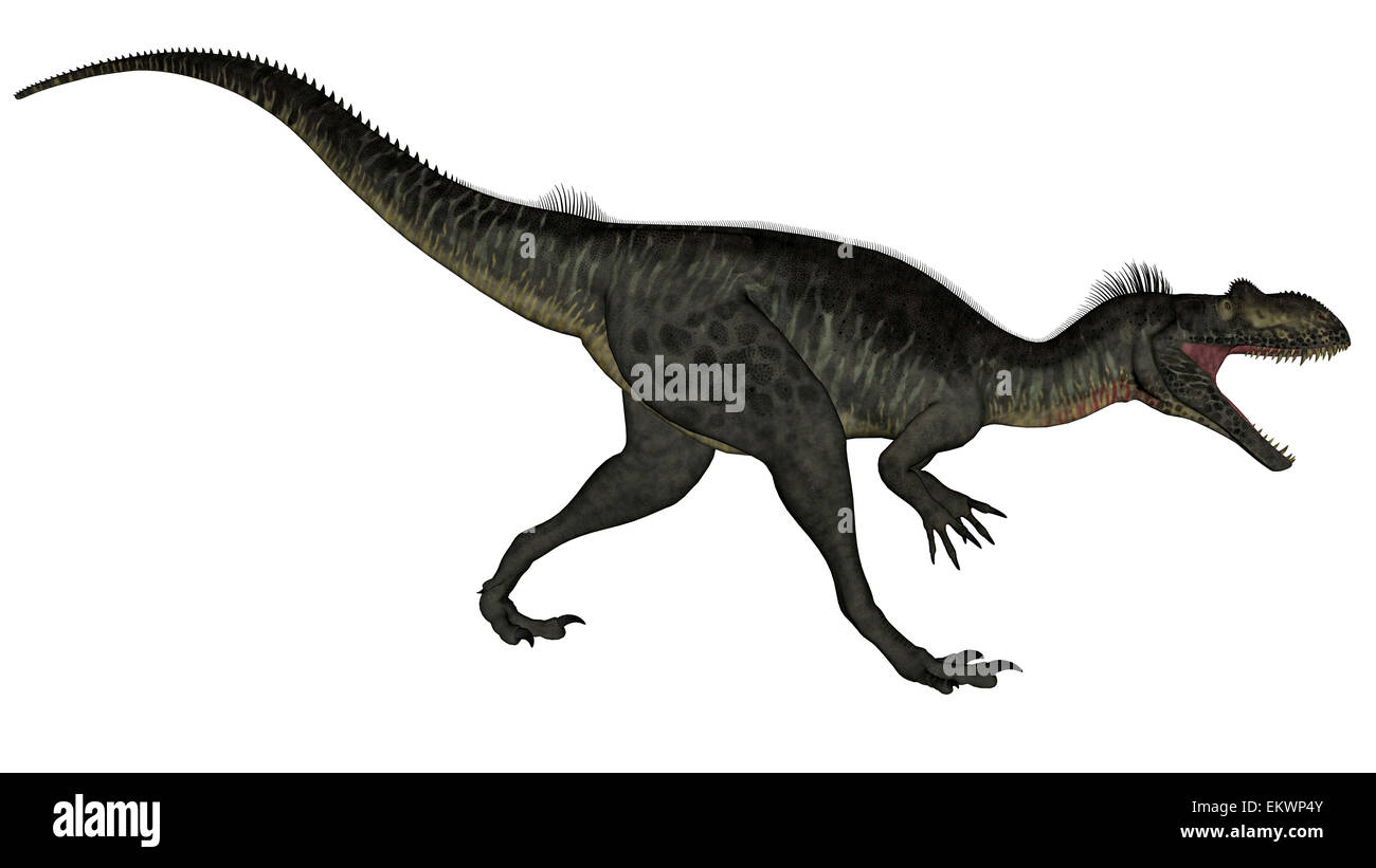 Dinosaure Megalosaurus rugissant, fond blanc. Banque D'Images