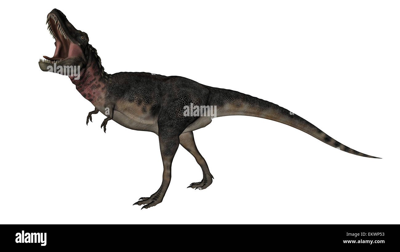Dinosaure Tarbosaurus rugissant, fond blanc. Banque D'Images