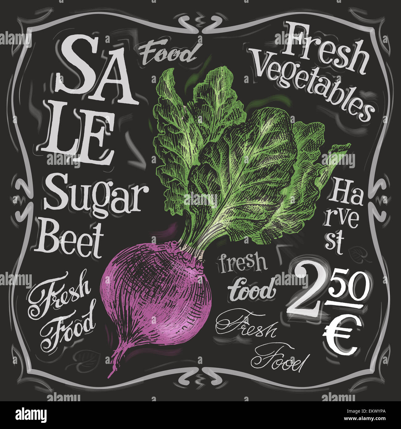 Betteraves à sucre sur un fond noir. vector illustration Banque D'Images