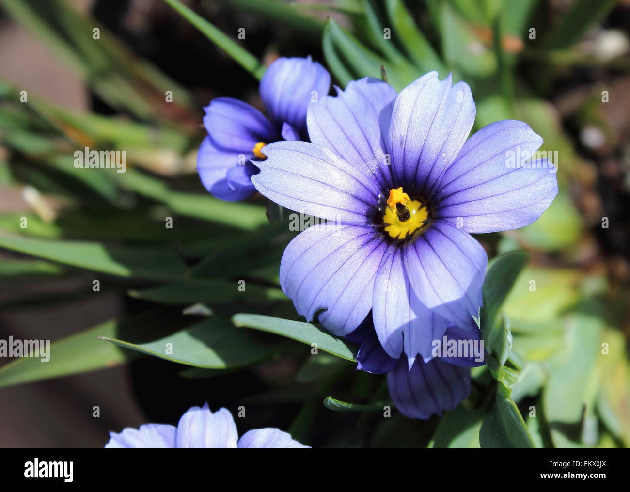 Sisyrinchium 'Californian Skies' Banque D'Images