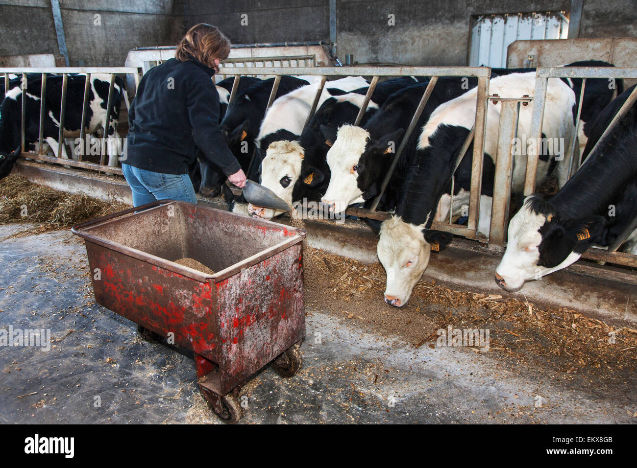 Femme de l'agriculteur à l'alimentation des vaches en étable farm Banque D'Images