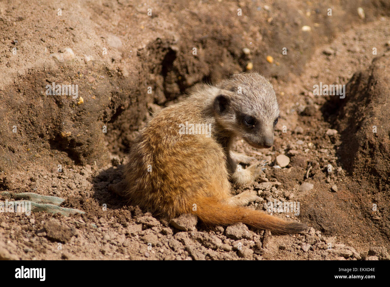 Meerkat dans un zoo au Royaume-Uni. Banque D'Images