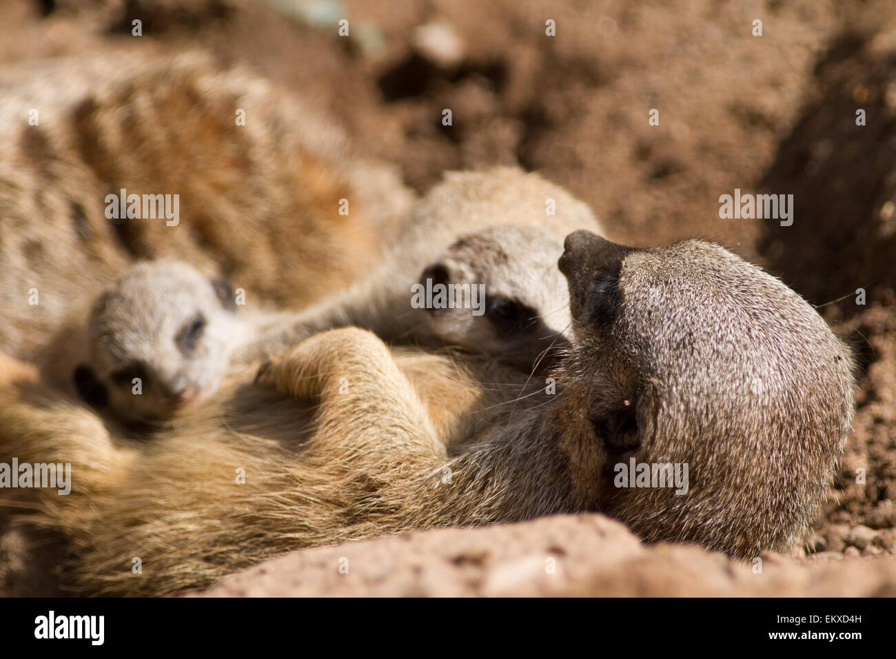 Meerkat dans un zoo au Royaume-Uni. Banque D'Images