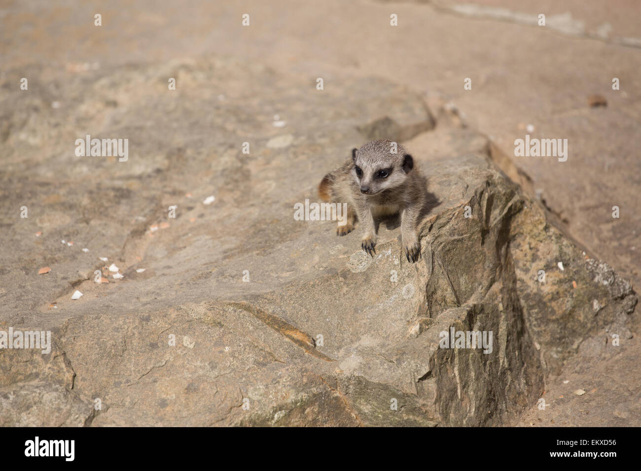 Meerkat dans un zoo au Royaume-Uni. Banque D'Images