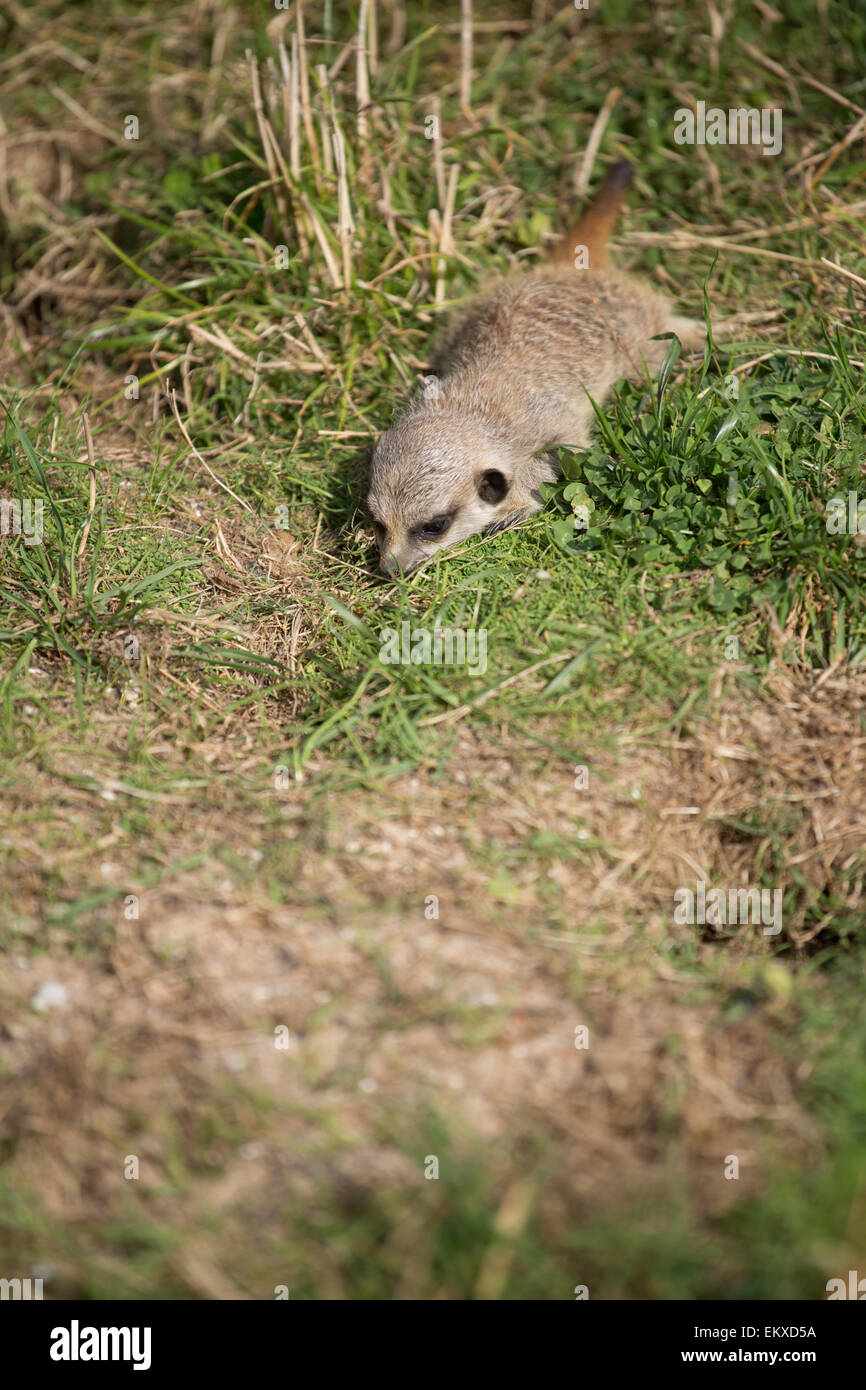 Meerkat dans un zoo au Royaume-Uni. Banque D'Images