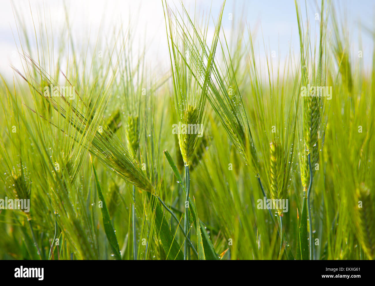Grain vert dans un champ agricole Banque D'Images