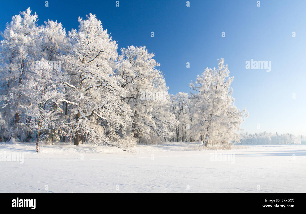 Parc d’hiver Banque D'Images