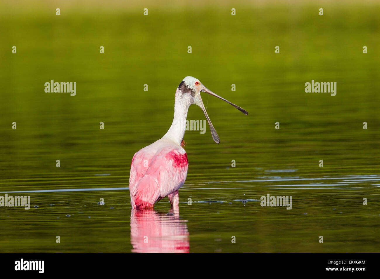 Roseate spoonbill (Platalea ajaja) seul adulte en plumage nuptial se nourrir dans les eaux peu profondes, le Parc National des Everglades, en Floride Banque D'Images