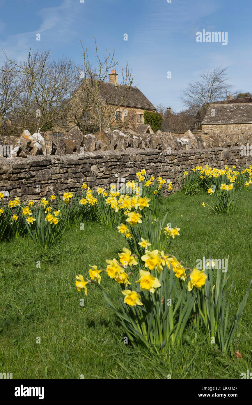 Jonquilles et muret de pierres sèches avec cottage en pierre de Cotswold, Oddington, Cotswolds, Gloucestershire, Angleterre, Royaume-Uni, Europe Banque D'Images