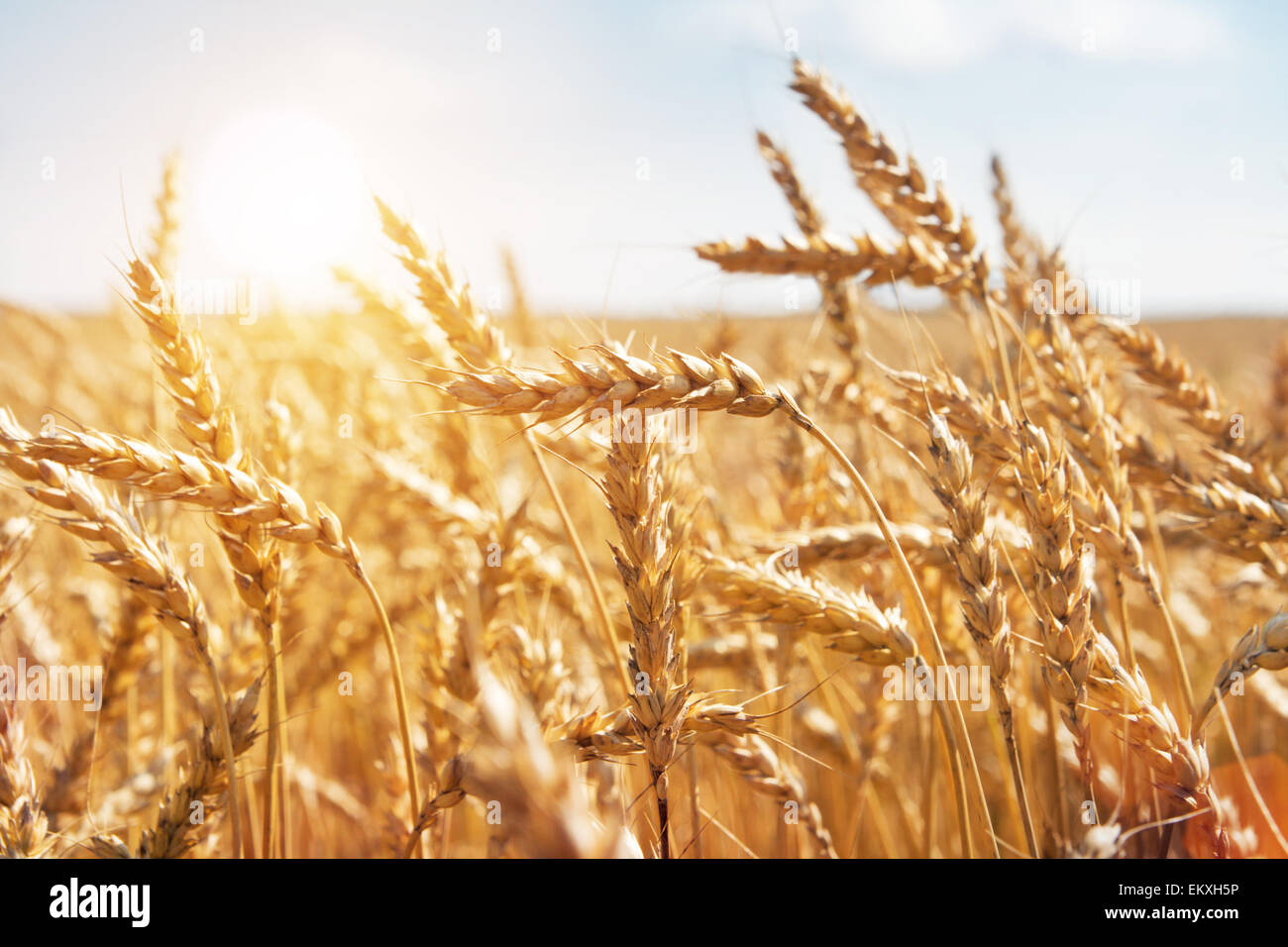 Le grain dans un champ agricole et sun Banque D'Images