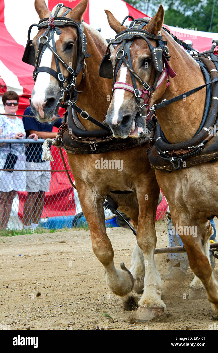 Chevaux de tirer à l'unisson pendant la charge de la concurrence au Salon Blue Hill, Maine. Banque D'Images