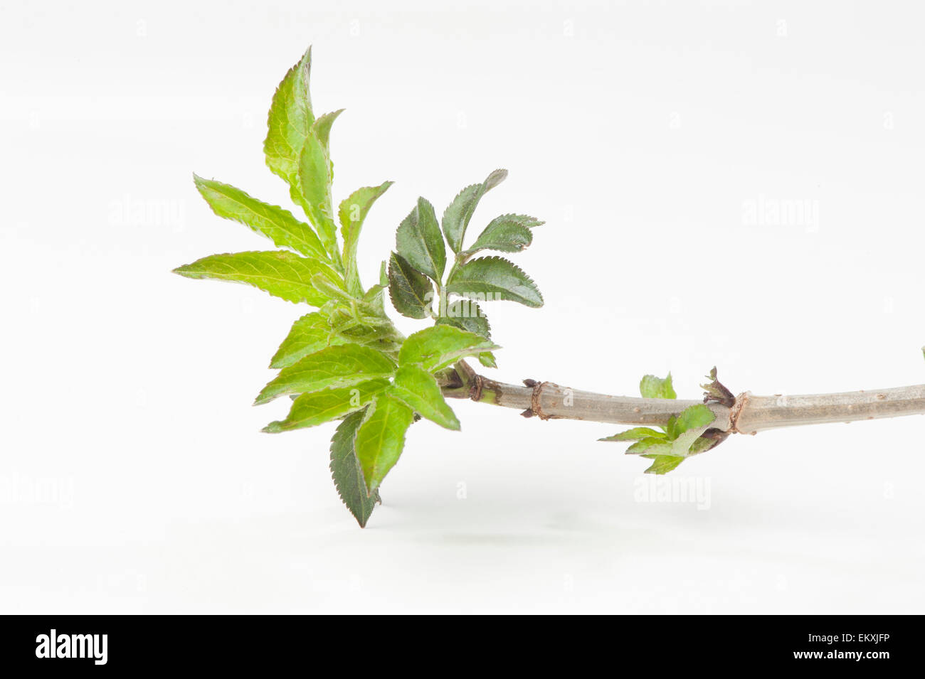 Knospebudtriebtriebspitzetirerjeune Poussebluete