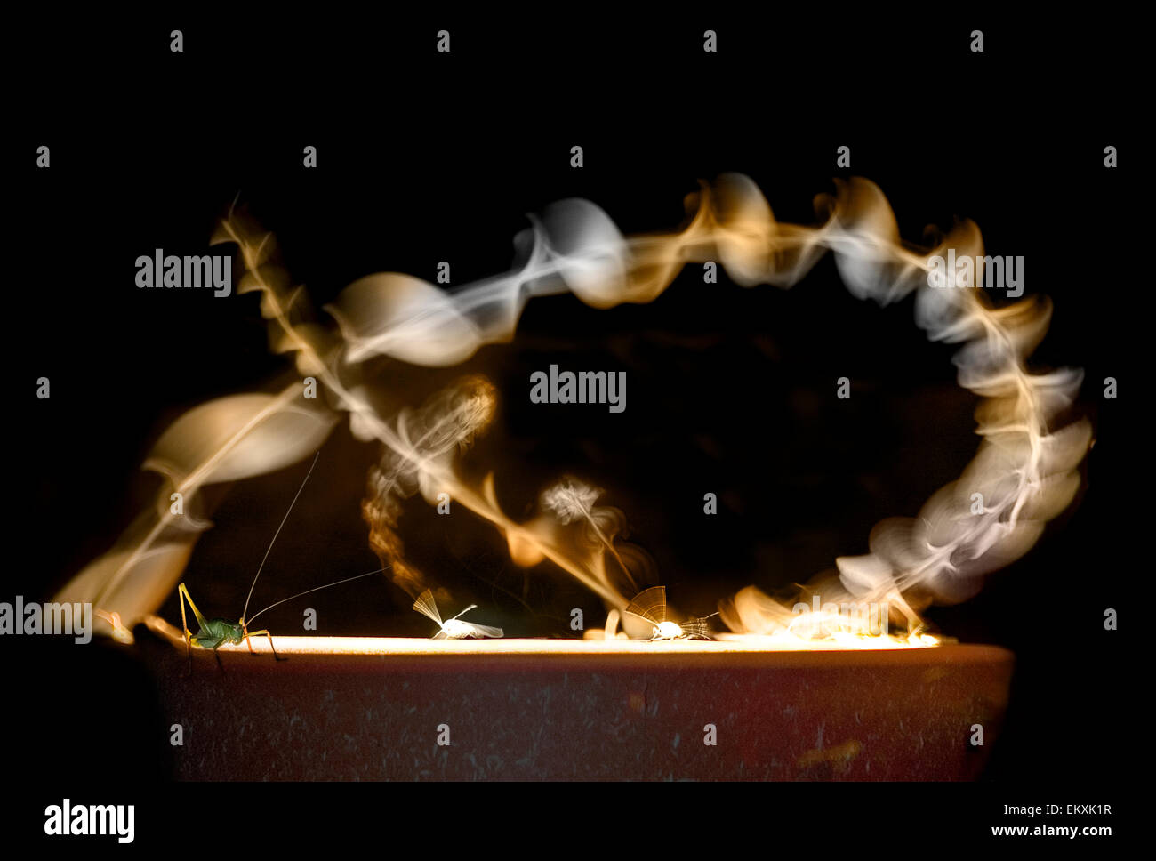 La danse des papillons à la lumière Banque D'Images