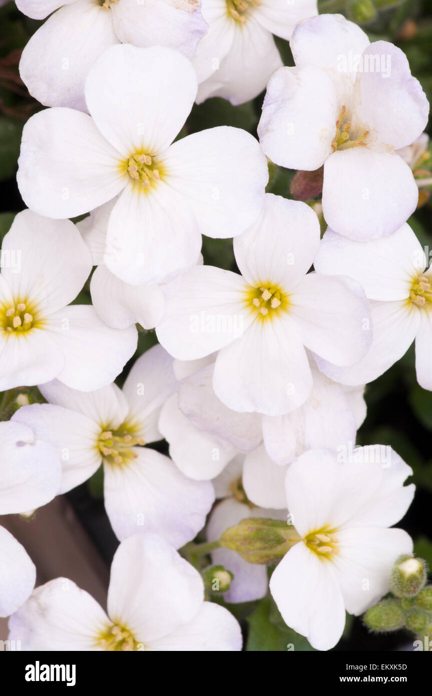 Aubrieta vivace blanc Kitte Banque D'Images