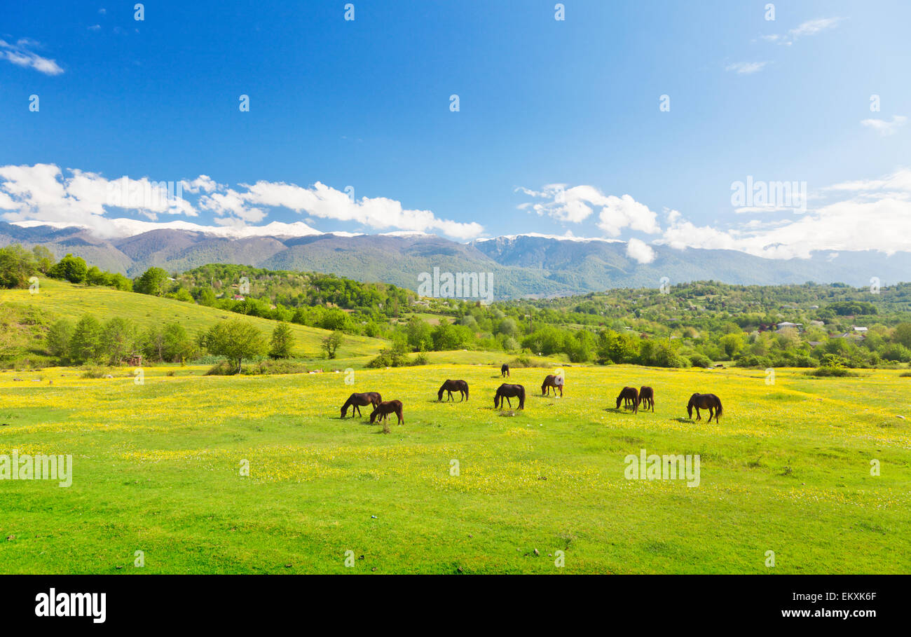 Chevaux sur pré vert Banque D'Images