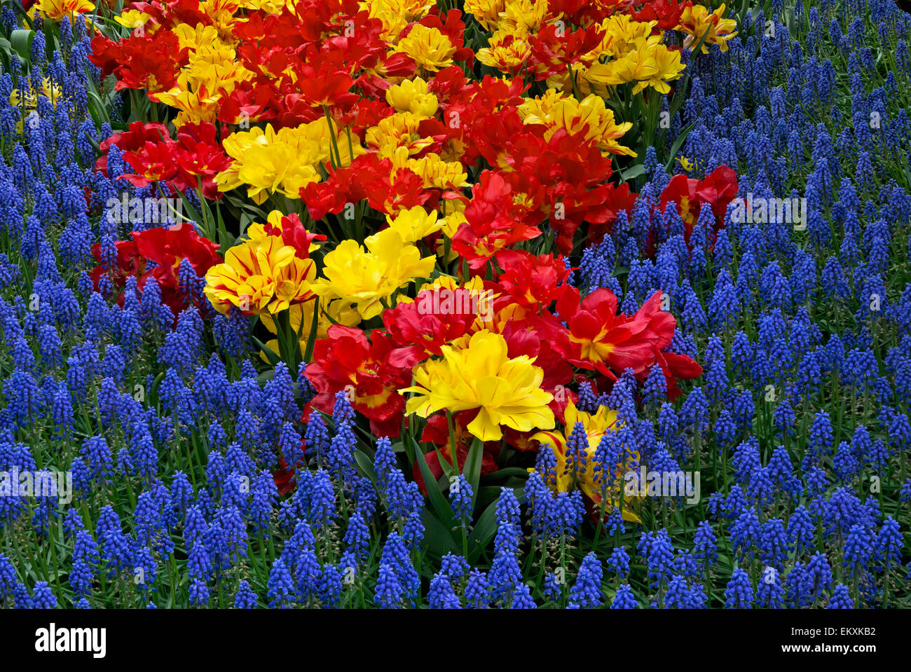 WASHINGTON - tulipes et jacinthes fleurissent dans un jardin de démonstration à RoozenGaarde ferme dans l'ampoule de la vallée de la Skagit. Banque D'Images