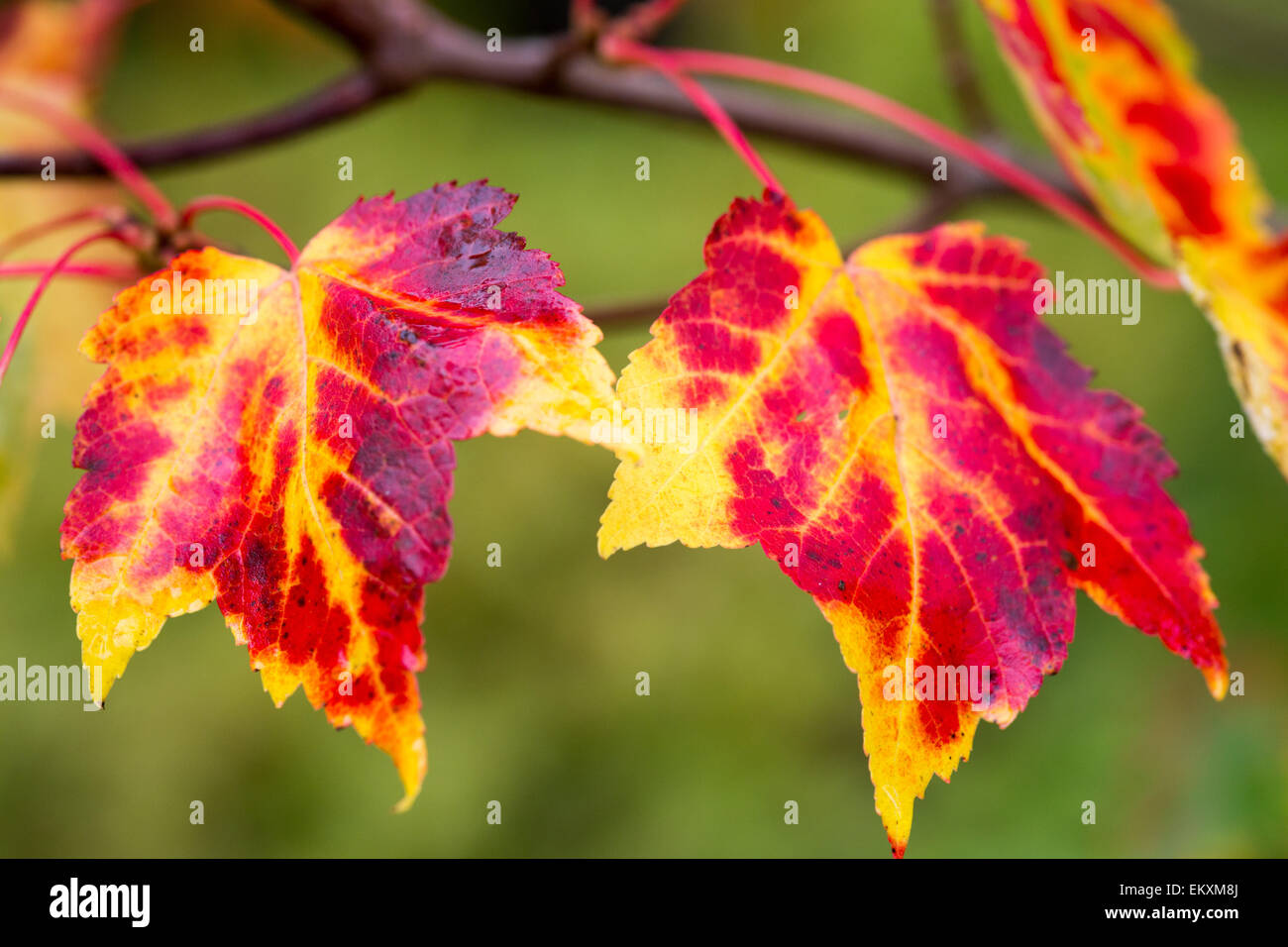 Acer rubrum Northwood Octobre 2014 Banque D'Images